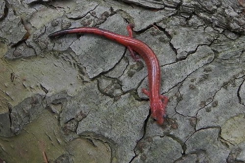 Erythristic Redback Salamander