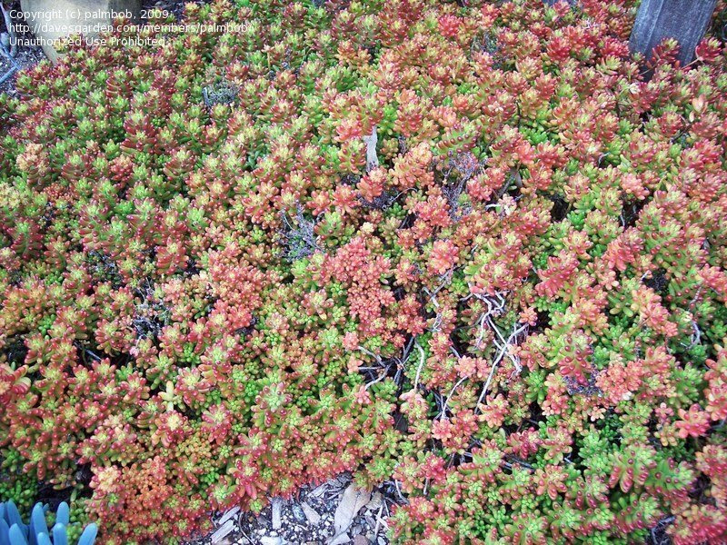 PlantFiles Pictures: Sedum Species, Jelly Bean Sedum, Pork ...