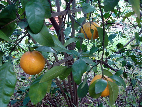 Ripe Satsumas