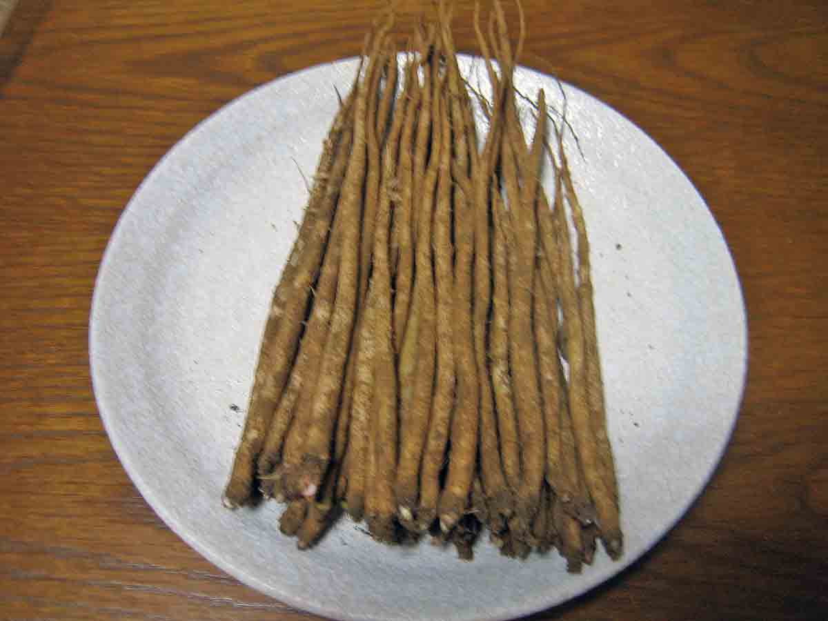 くまとたぬきのゆったり徒然ノート 山ゴボウの味噌漬け