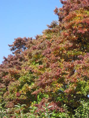 Early October I 2008 003