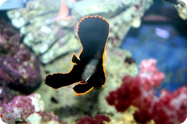 売出し中 かんたん槽 と 珍しい魚 商品の紹介 海水魚のパイオニア 日海センター 日海フィッシュコム