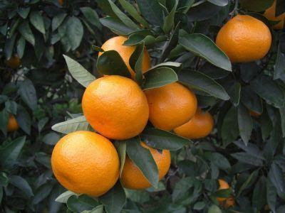 和泉みかんの愛称とロゴが決まりました 和泉市