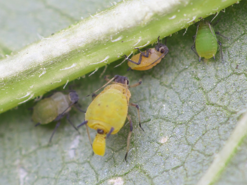ユキヤナギアブラムシ ご近所の小さな生き物たち