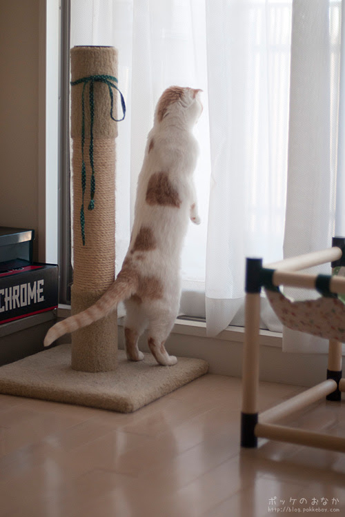 ポッケ 立つ猫