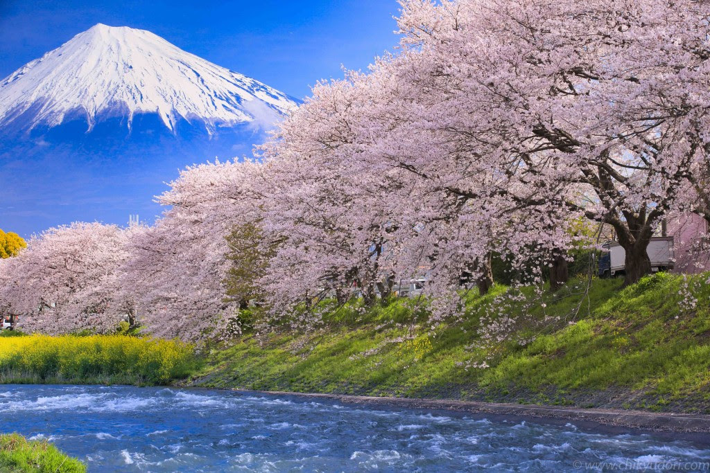 70以上 桜 壁紙 高画質 スマホ 壁紙 かっこいい