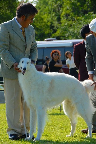 Dogshow Snapshotsこれで最後 Clumber Up News