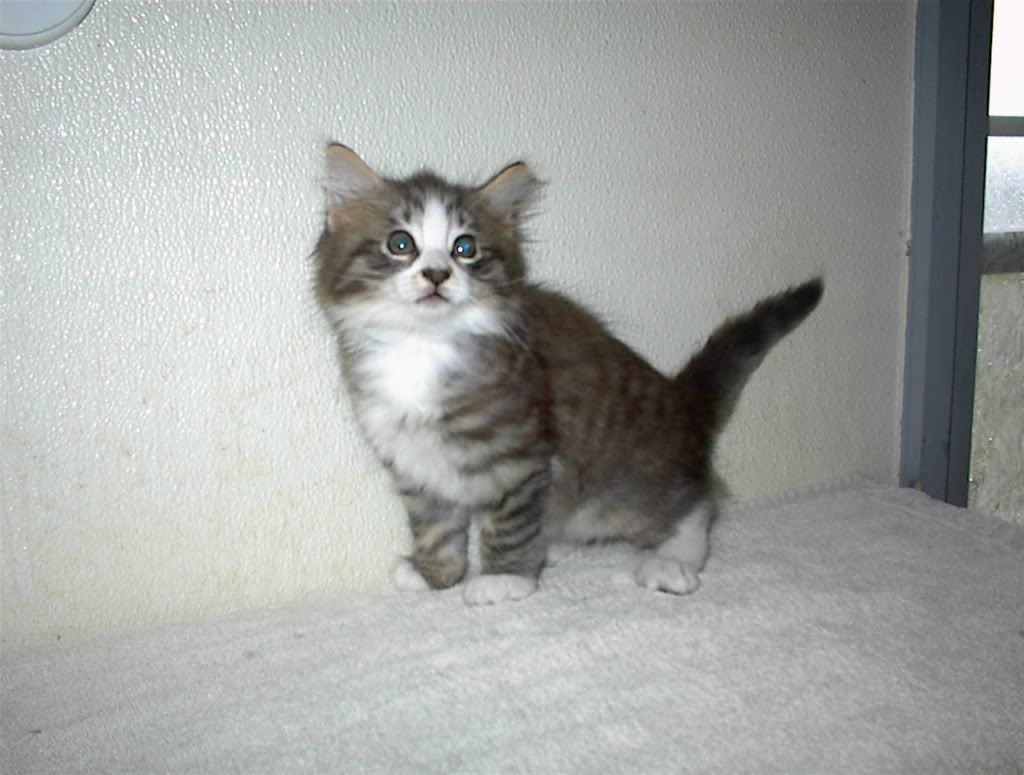 Pepper aka Mama's lil boy