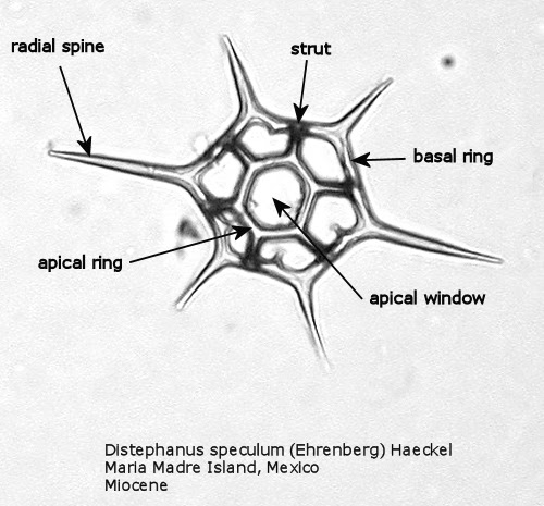 Labeled diagram of compound microscope