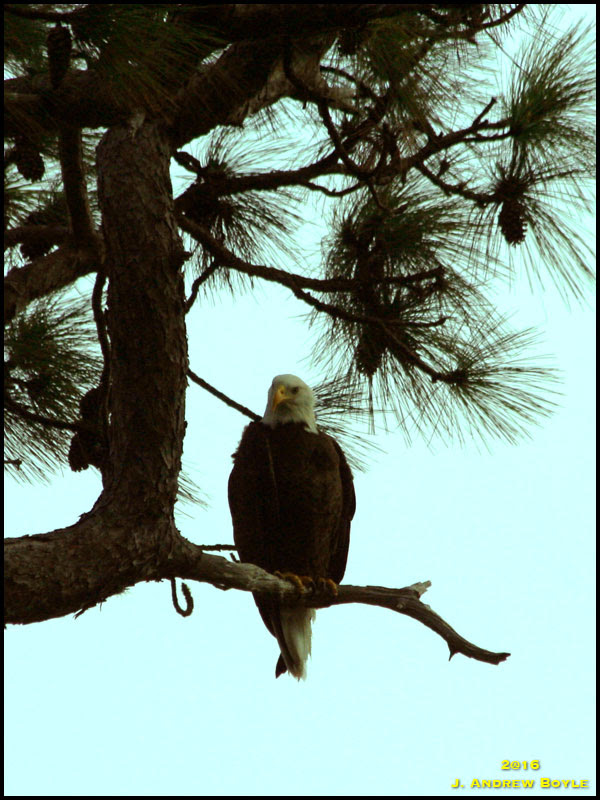 Bald Eagle Bald Eagle