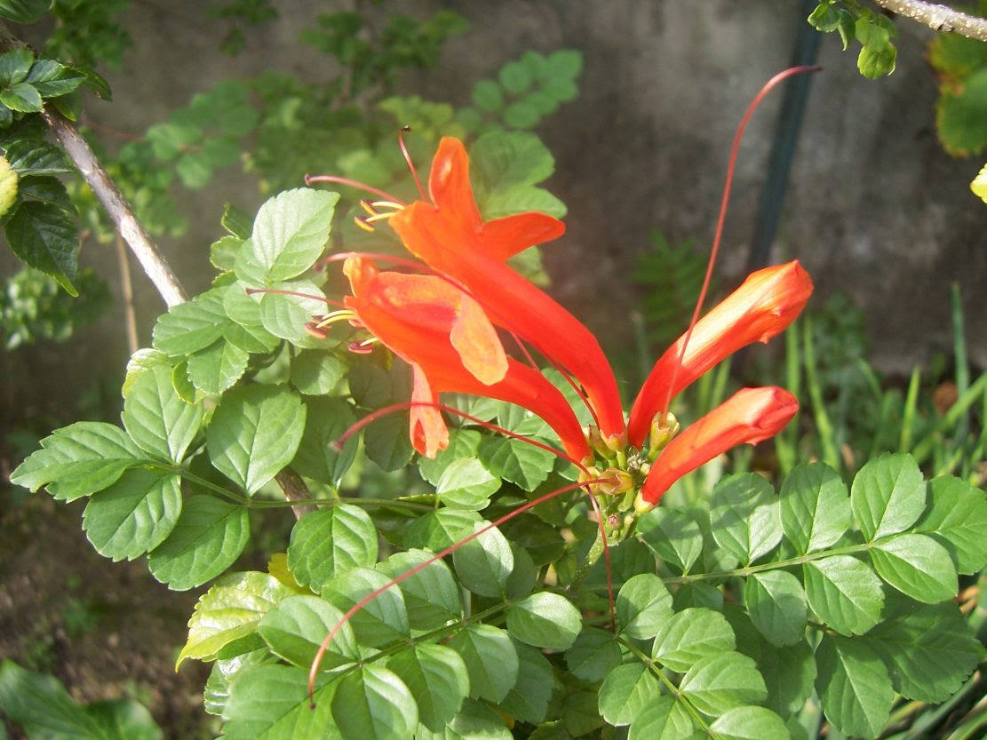 Bignone - Photo de fleur du jardin