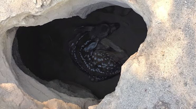 This Boy Heard Cries From A Pit In The Woods. They Took A Closer Look And Saw THIS! 