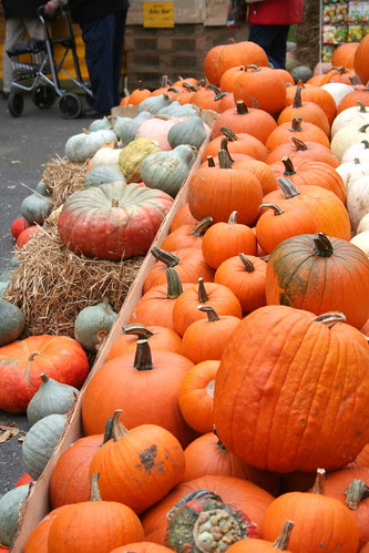 Lots of curcubits II