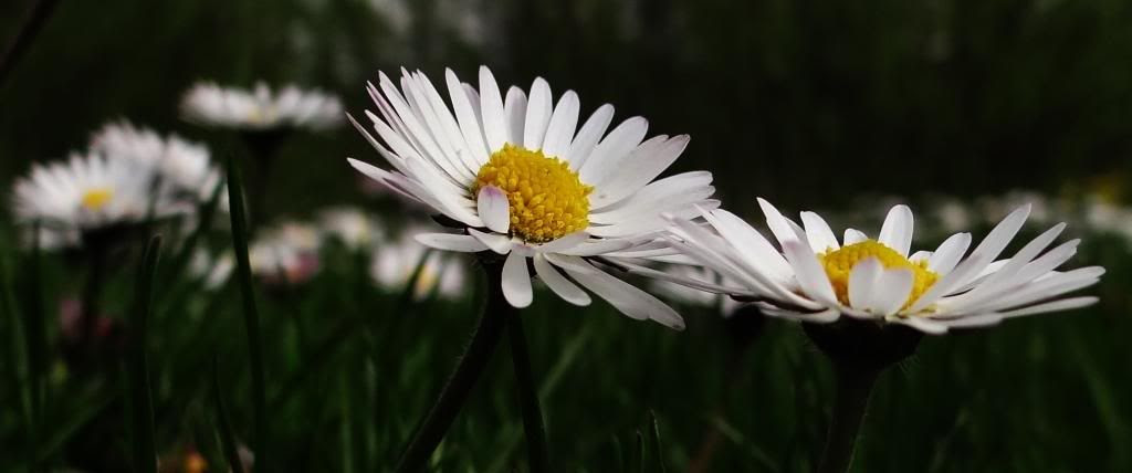 photo mlief5_zpsa82c1dc2.jpg