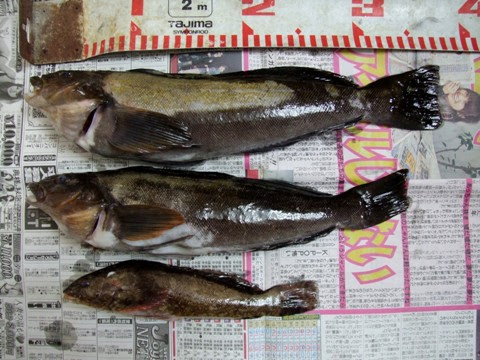 投げ釣り アイナメ 鮎魚女
