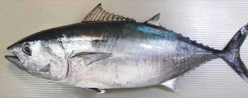 本マグロ クロマグロ 魚殿 富山湾の鮮魚 海鮮物等を産地直送でお届けする通販サイト