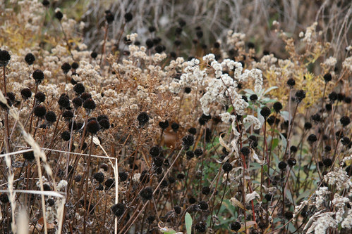 seeds17