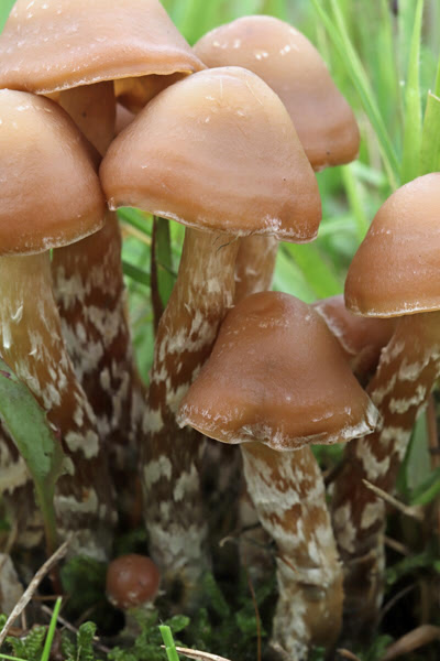 Psilocybe Argentipes ヒカゲシビレタケ