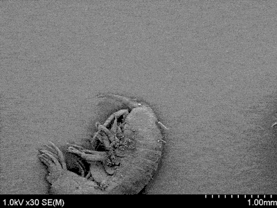 De la pulga de agua al alga diatomea y a la bacteria