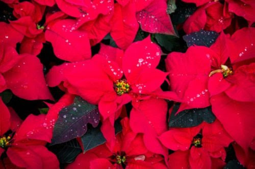 ポインセチアの剪定の方法 時期はいつがいい 植物navi