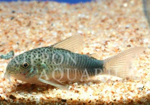 コリドラス バイオレット 繁殖 産卵 熱帯魚図鑑 熱帯魚の飼育 混泳 繁殖 病気など
