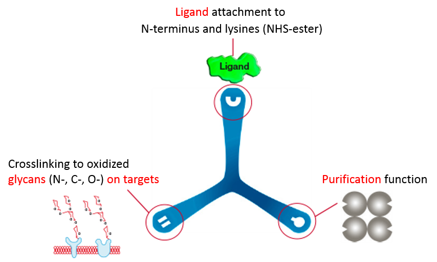 Ligand-receptor capture technology, LRC-TriCEPS living cells
