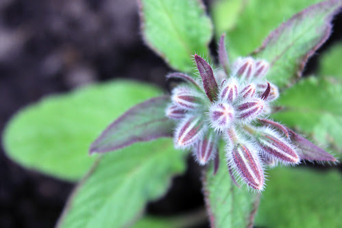 Borage buds