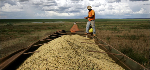 Brazilian soybeans