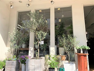 オリーブ ミッション ネバティーロブランコ シプレッチーノ フェイジョアには花芽が Blog Florista Asaki