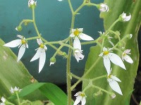 ２月８日の誕生花 ユキノシタ 雪の下 の花言葉 深い愛情 風と 軽口 をかわす花 弥生おばさんのガーデニングノート 花と緑の365日 楽天ブログ