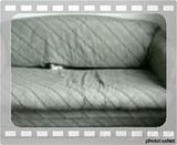 funny cats videos. Funny_Cats_1.mp4 video by