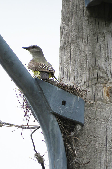 IMG_5720WesternKingbirdNest