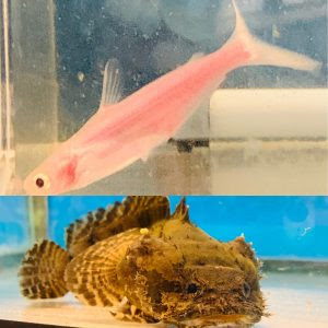 Nakamura ページ 5 中村観魚園スタッフのブログ