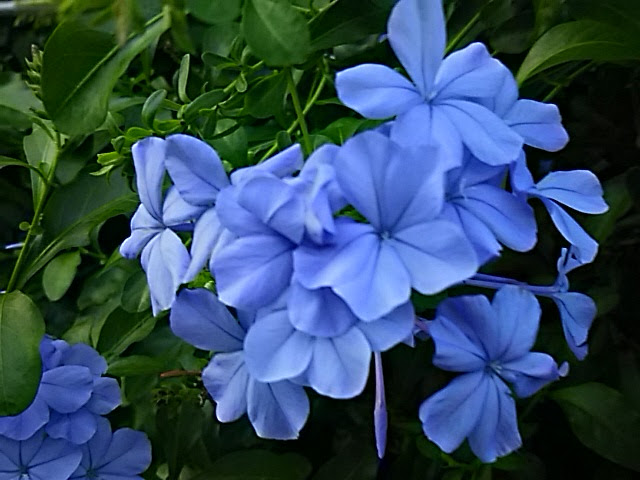 アップし損なっていた花 瑠璃茉莉 ルリマツリ プランバーゴ です ちょっと 深呼吸