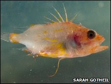 Scorpionfish (Scorpaenidae) caught at 500m