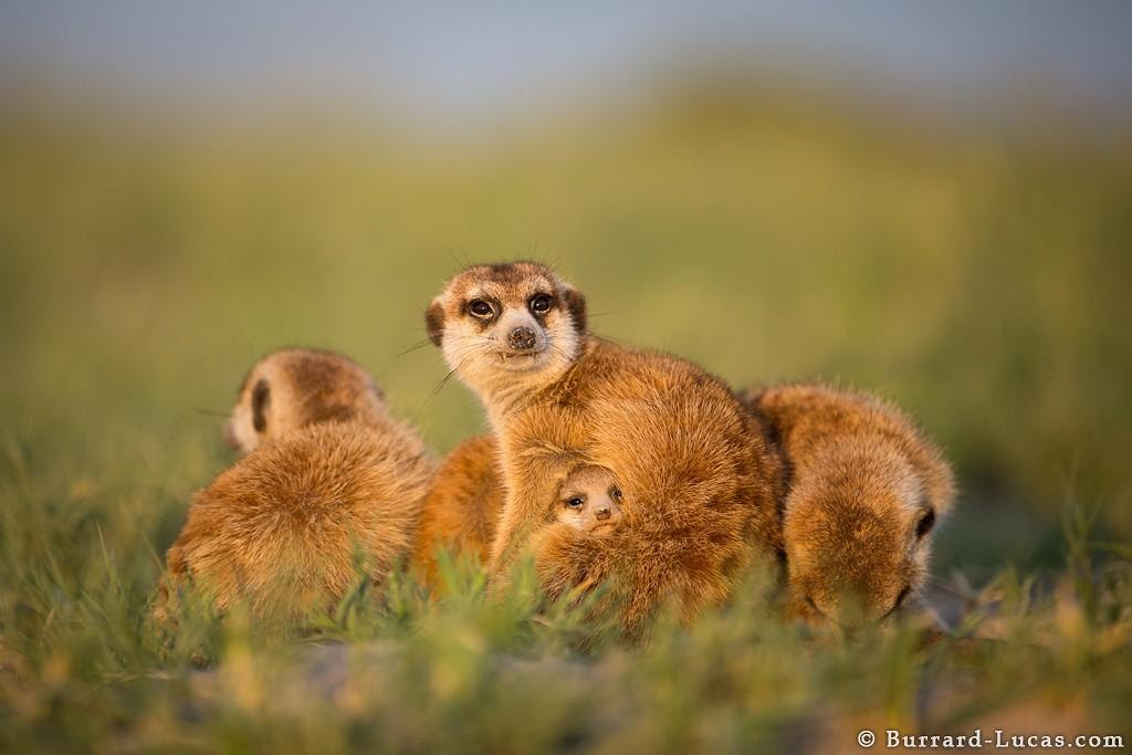 meerkats19 friendship between meerkats and photographer