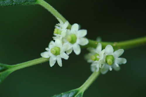 Ilex verticillata (female)