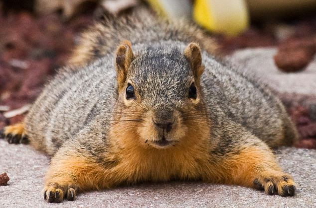 Poised... for another snack: The squirrel has been a regular visitor to James Phelps' garden in Michigan