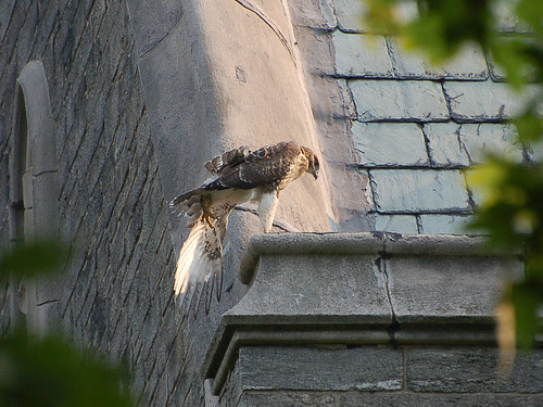Red-Tail Fledgling