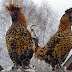 Павловские Куры - Pavlovskaya Porody Kur - Maybe you would like to learn more about one of these?