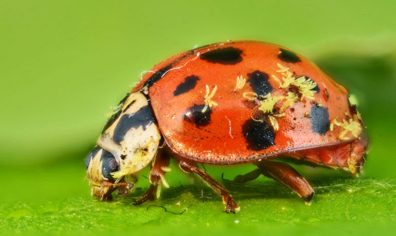 Nightmare Parasitic Fungi Attacks