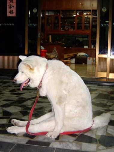面白画像 犬編 面白画像集を無料で掲載してます