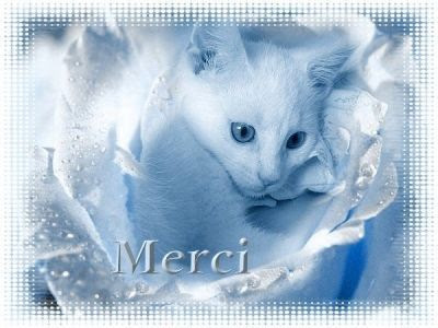 Merci Avec Un Chat