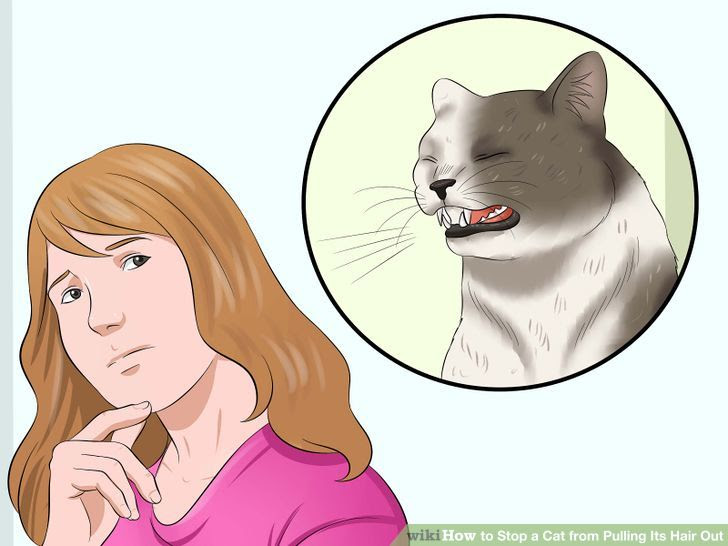 Stop a Cat from Pulling Its Hair Out Step 1 Version 2.jpg