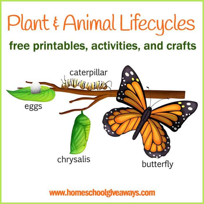 Animal themed math worksheets list
