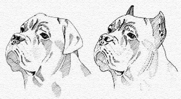 About Time Cane Corso Italiano Ear Crop Information