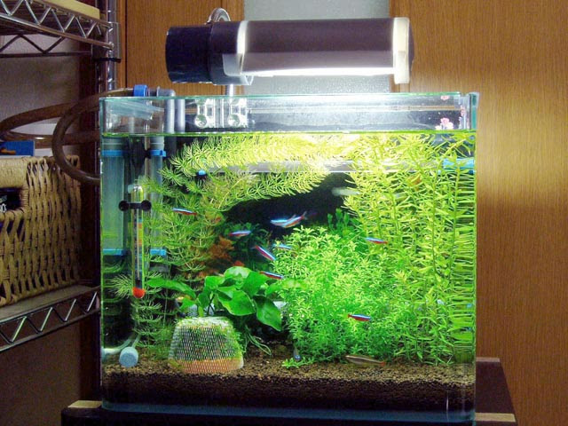 我が家の金魚たち 第二水槽にカージナルテトラ