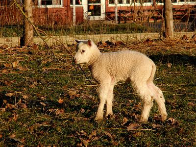 lamsebamser