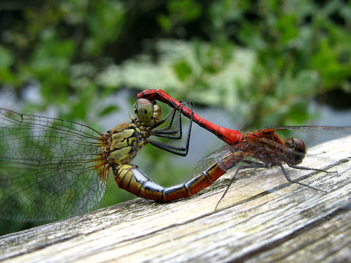 Dragonfly Vagrant Darter (Mating) - Sympetrum vulgatum