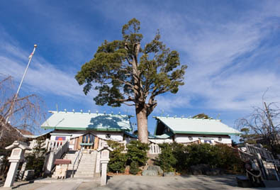 伊勢原大神宮 神前結婚式